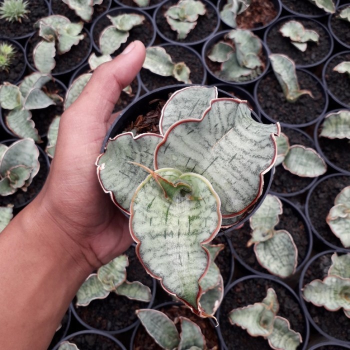 sansevieria silver blue