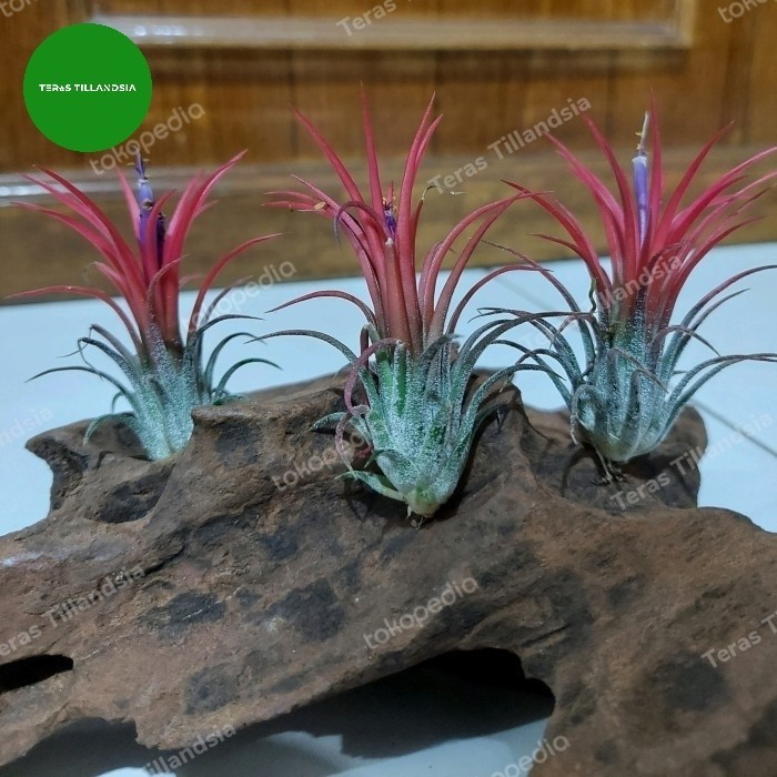 Paket 3 Tillandsia Ionantha Fuego