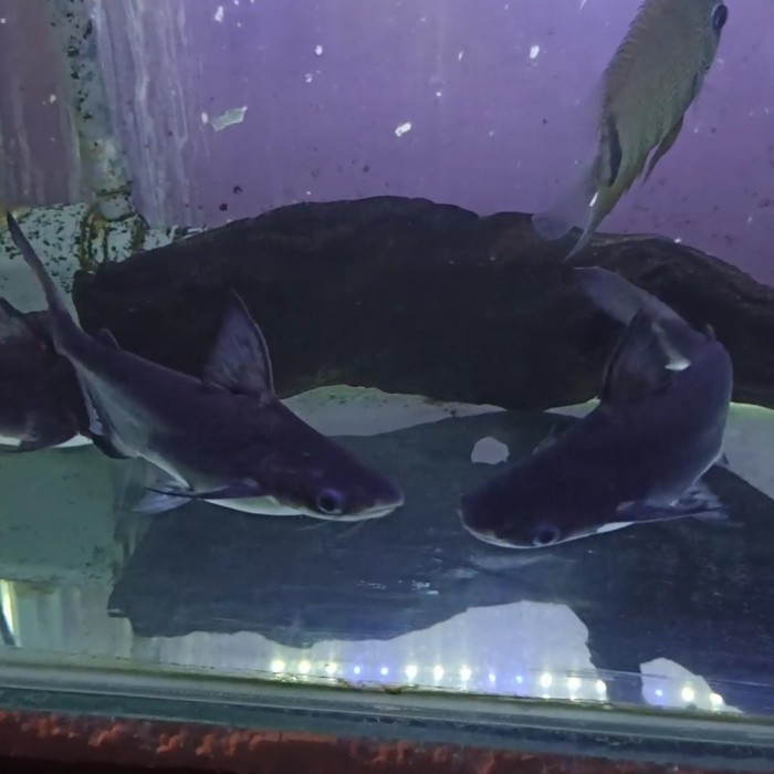 ikan hiu air tawar genghis khan