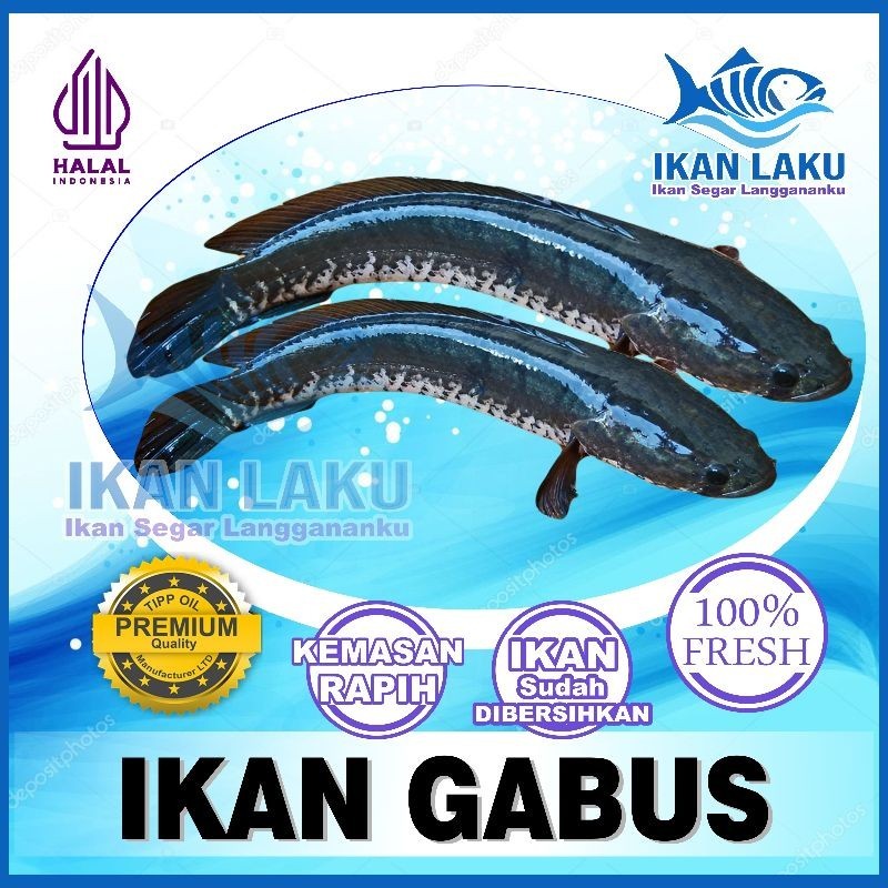 

IKAN GABUS PREMIUM {CIKARANG-TAMBUN} FRESH TERMURAH BERGARANSI IKAN LAKU IKAN SEGAR IKAN BEKU