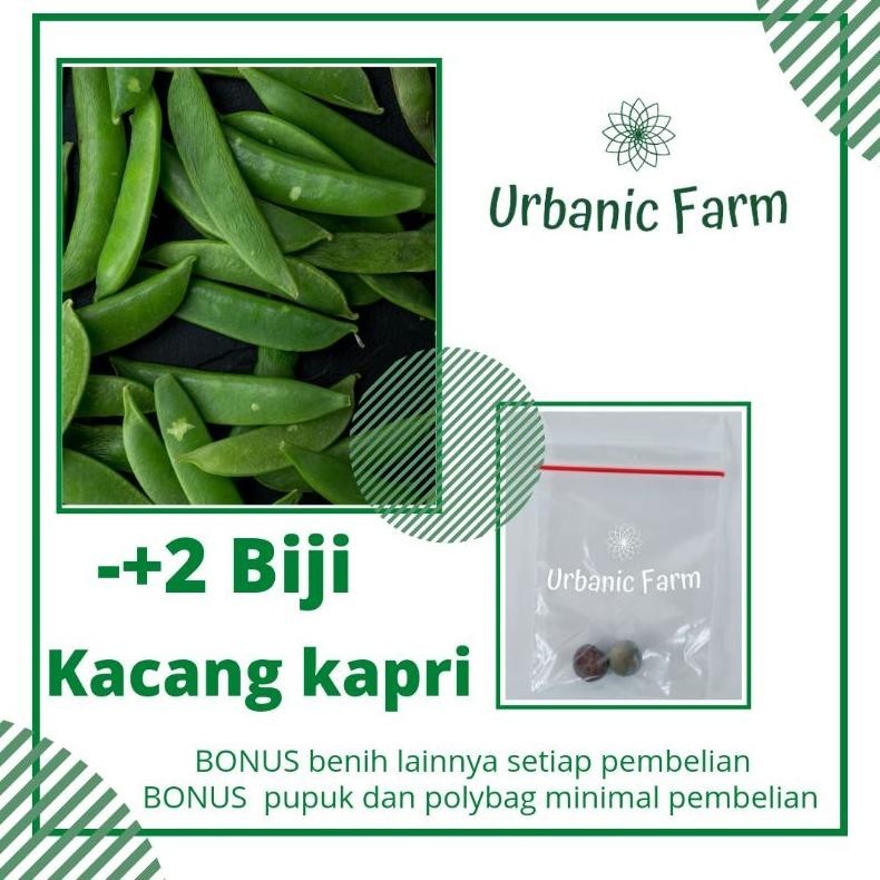 2 biji Kacang kapri Unggul Taichung Known You Seed -Benih Bibit Seed Sayuran Eceran Seribuan Murah
