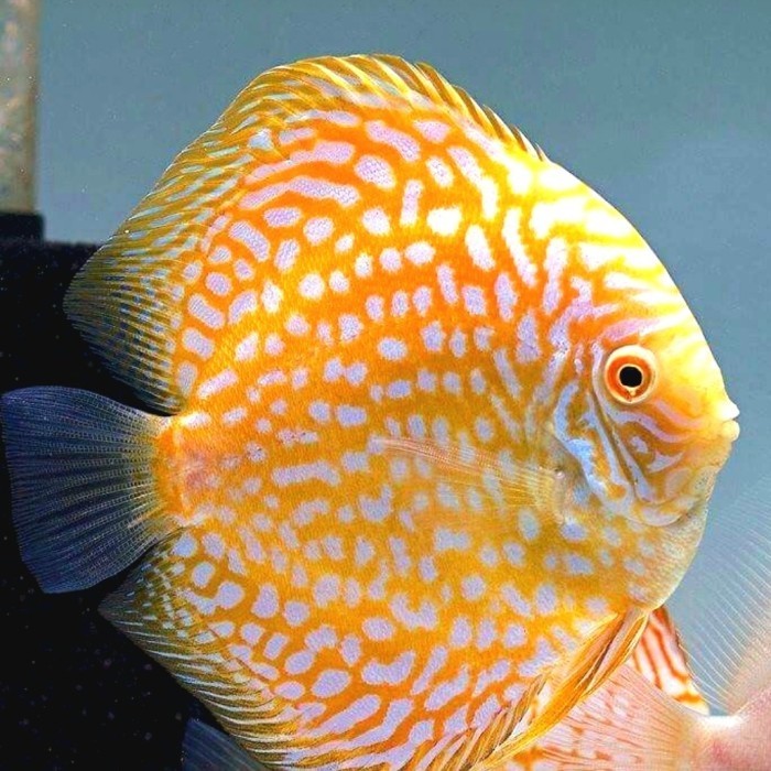 Discus Golden Pigeon / Golden Pigeon / Golden Checkerboard