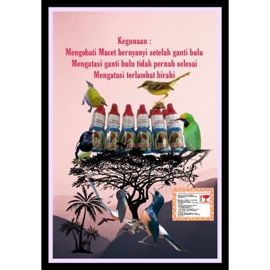 metabolisme vitamin burung murai macet bunyi  serak by dr edi