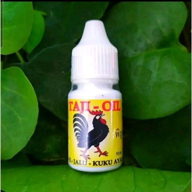 Taji oil obat pengeras jalu patuk dan kuku ayam aduan