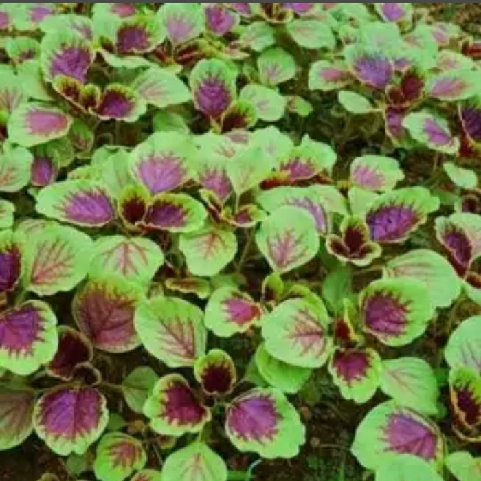 5000 BUTIR BIJI/BENIH BAYAM BATIK /BAYAM BELANG