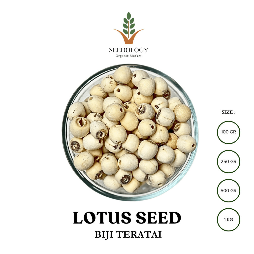 

Lotus Seed 100gr - Biji Teratai (Lian Zhi)