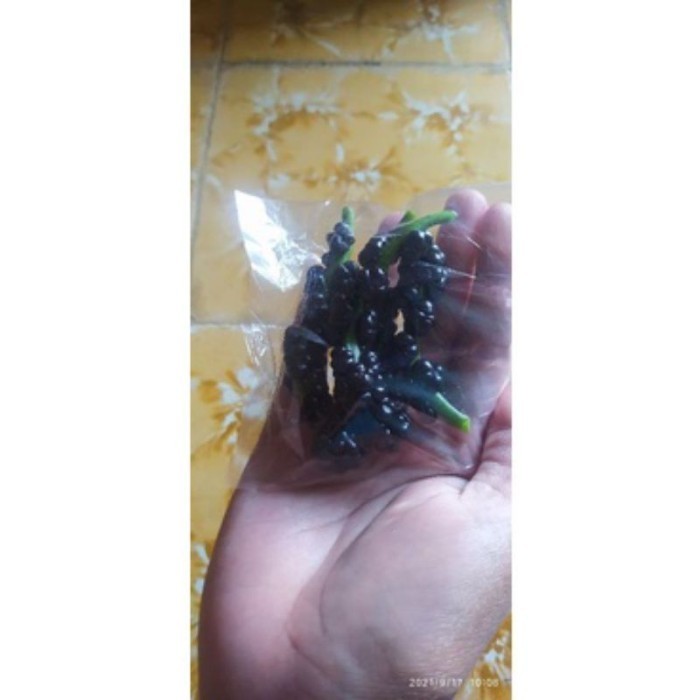 Paket hemat 200 biji buah angkung + bonus 2 pohon bibit angkung AA24 ASLI