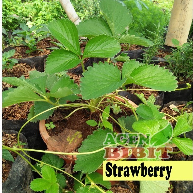 Tanaman Buah Strawberry Giant Australia - Bibit Pohon Red Merah Jumbo ASLI