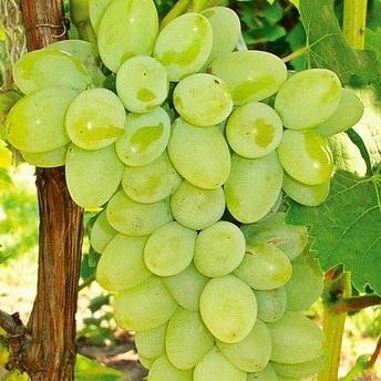 Bibit Benih Biji Buah Anggur Hijau - Biji Tanaman Pohon Buah Anggur ASLI