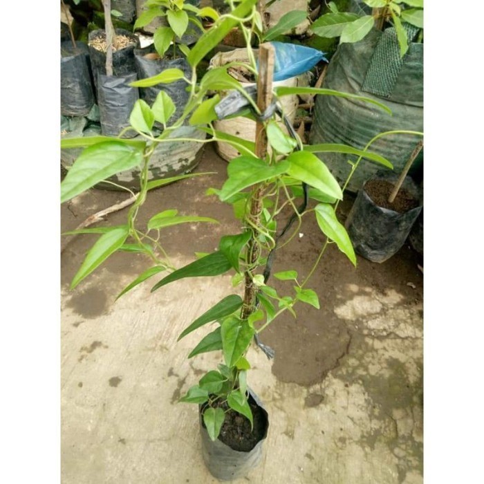 Bibit Tanaman Cincau Hijau Rambat benih pohon tanaman tanaman buah ASLI