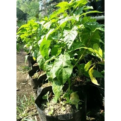 BIBIT POHON TANAMAN BUAH CABAI PELANGI ASLI