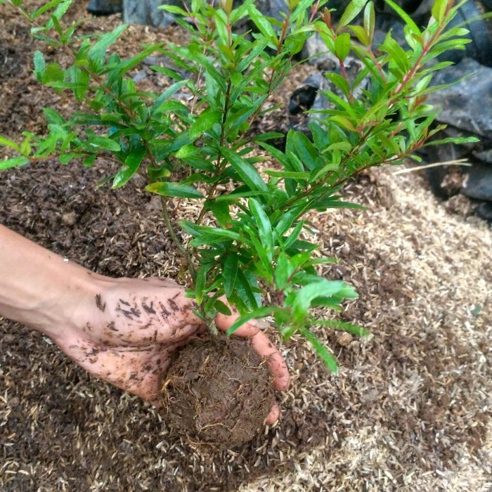 Bibit Tanaman Buah Delima Pohon Buah Delima ASLI