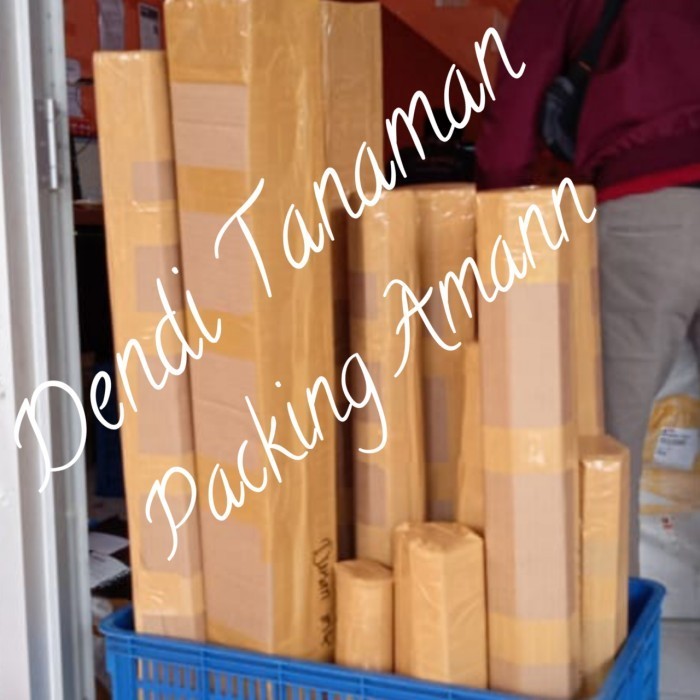 Bibit Pohon Delima Putih / Tanaman Buah Delima ASLI