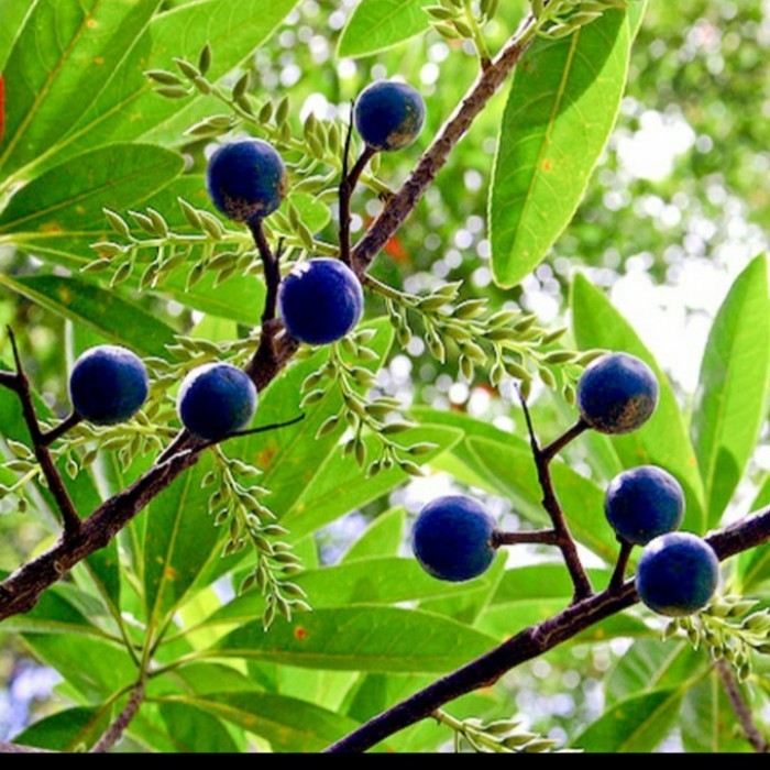 BIBIT POHON GENITRI/ BIBIT POHON JENITRI BUAH DEWA SIWA ASLI