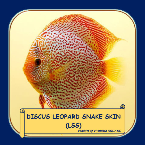 IKAN HIAS AIR TAWAR - DISCUS LEOPARD SNAKE SKIN (LSS)