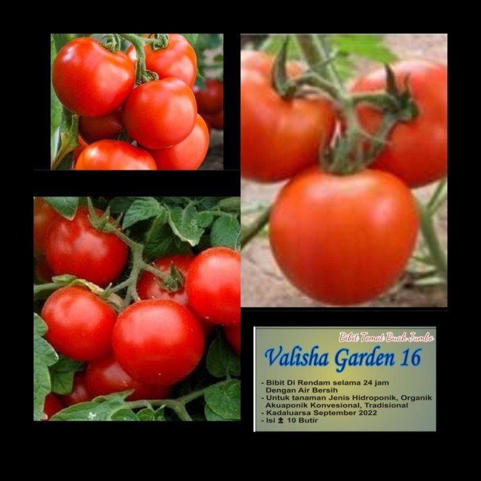 Bibit Tomat Buah Jumbo 10 Butir