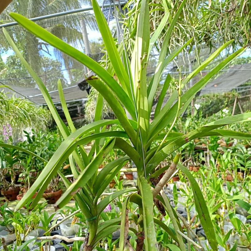 Vanda limbata