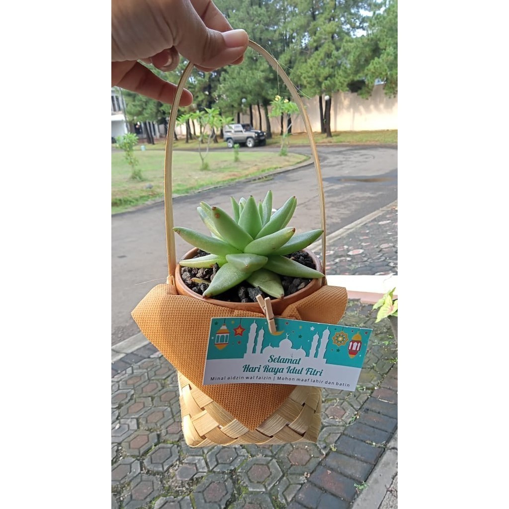 

Bingkisan Lebaran Kaktus Sukulen Kado Ulang Tahun Keranjang Bambu