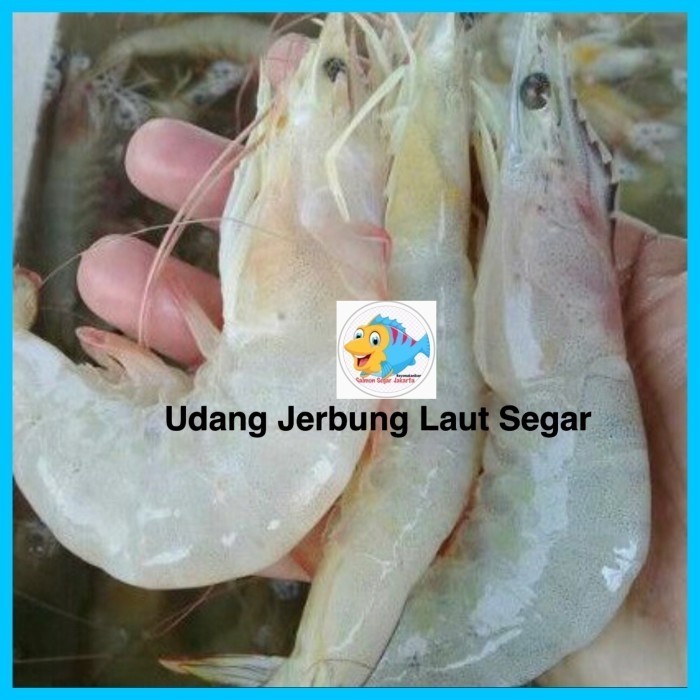 Udang Jerbung Segar - Udang Peci Laut Segar