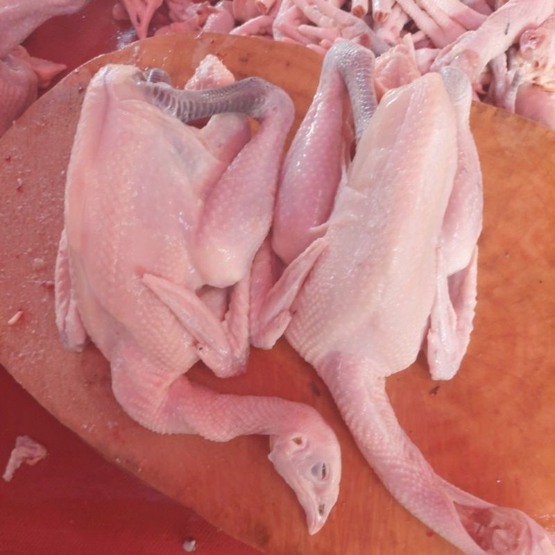 

Ayam Kampung Fresh 800 Gr ( Berat Hidup ) -Gratisongkir