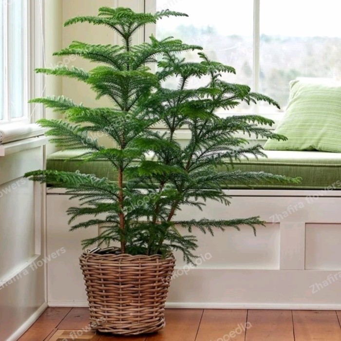 

Tanaman Hias Cemara Norfolk 70-100Cm