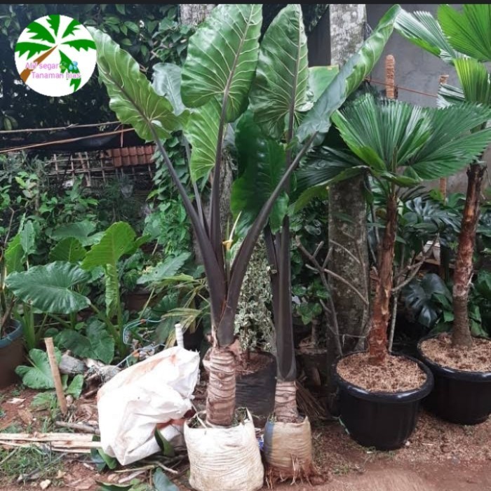 

Pohon Sente Hitam Tanaman Hias Sente Hitam 2M