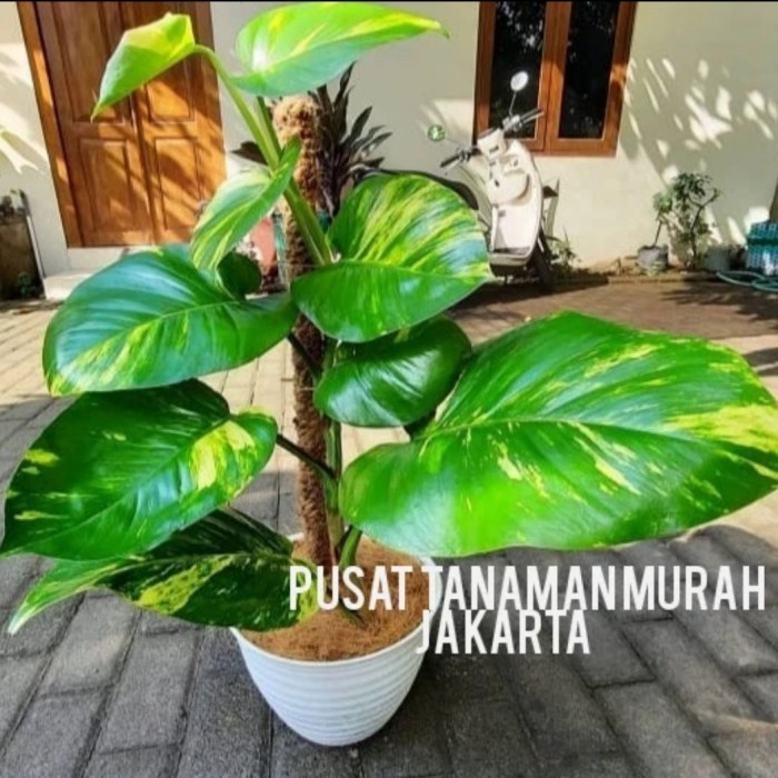 

Tanaman Hias Indoor Monstera Sirih Gading Jumbo + Po+ Putih Real Pict