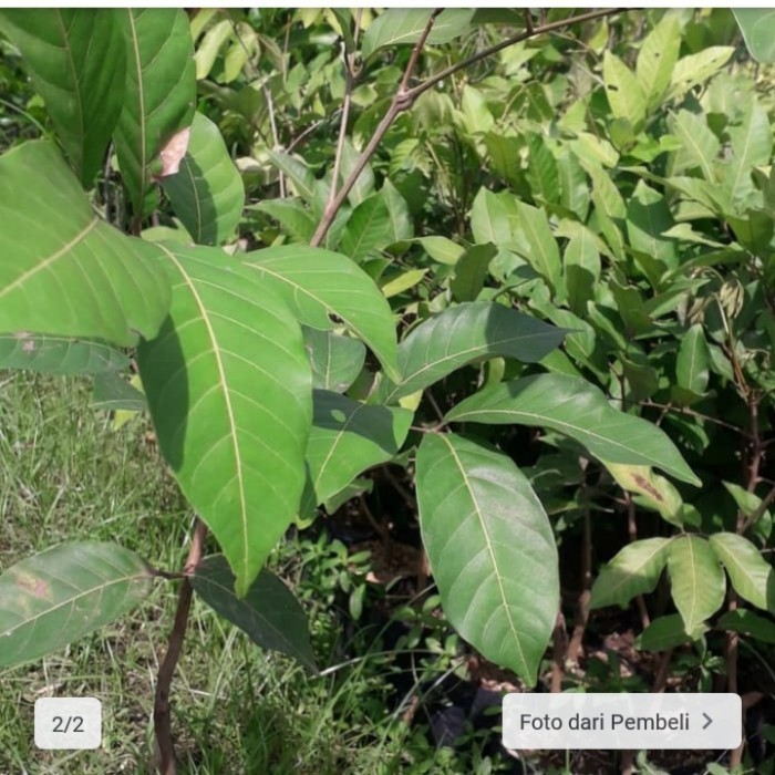 

Bibit Pohon Rambutan Rapiah