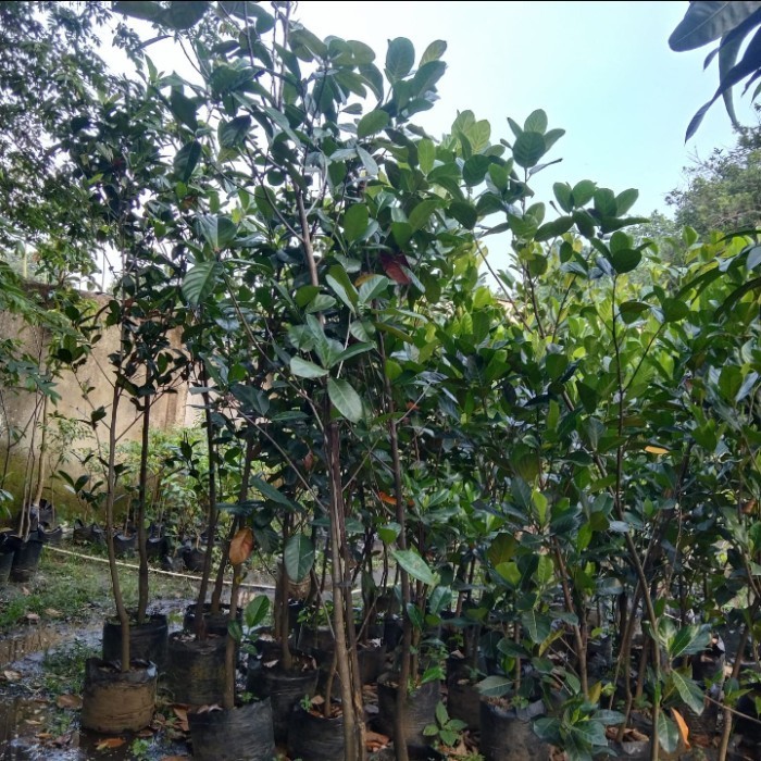 

Pohon Cempedak Tinggi 2 M