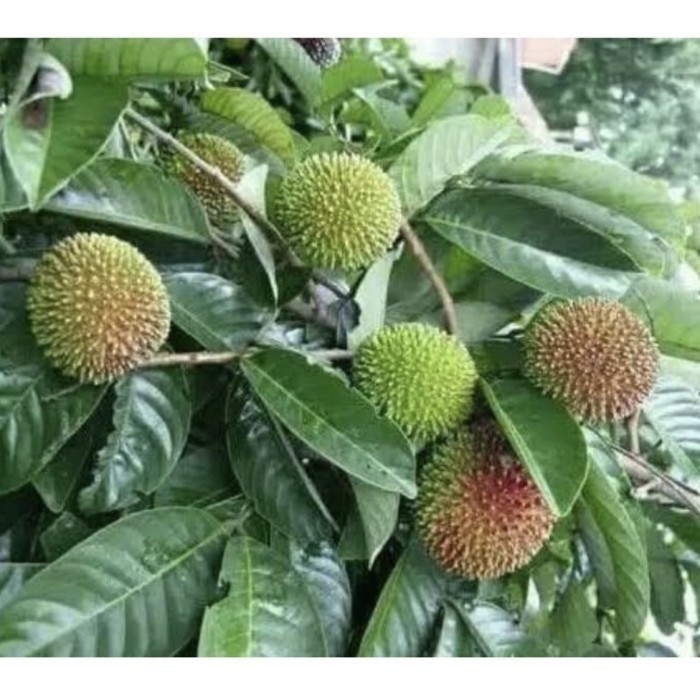 

Tanaman Buah Rambutan Berbunga Berbuah