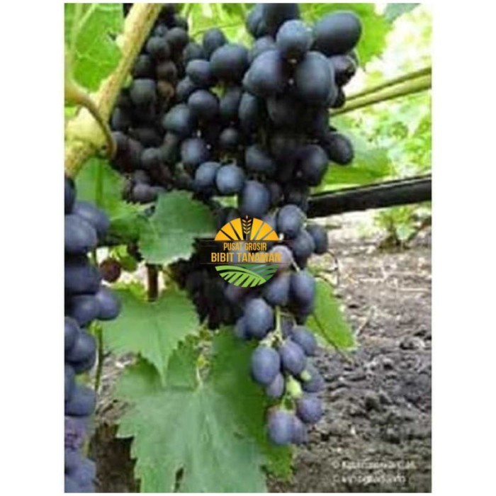 

Asli Bibit Anggur Attika Seedless