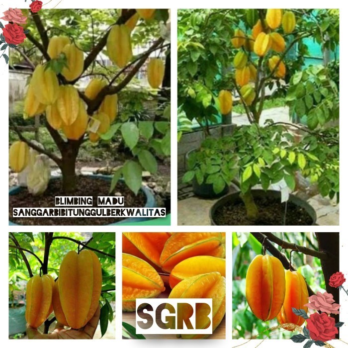 

Bibit Buah Blimbing Madu Bagus Buat Tabulampot Tinggi 1 M Siap Berbuah