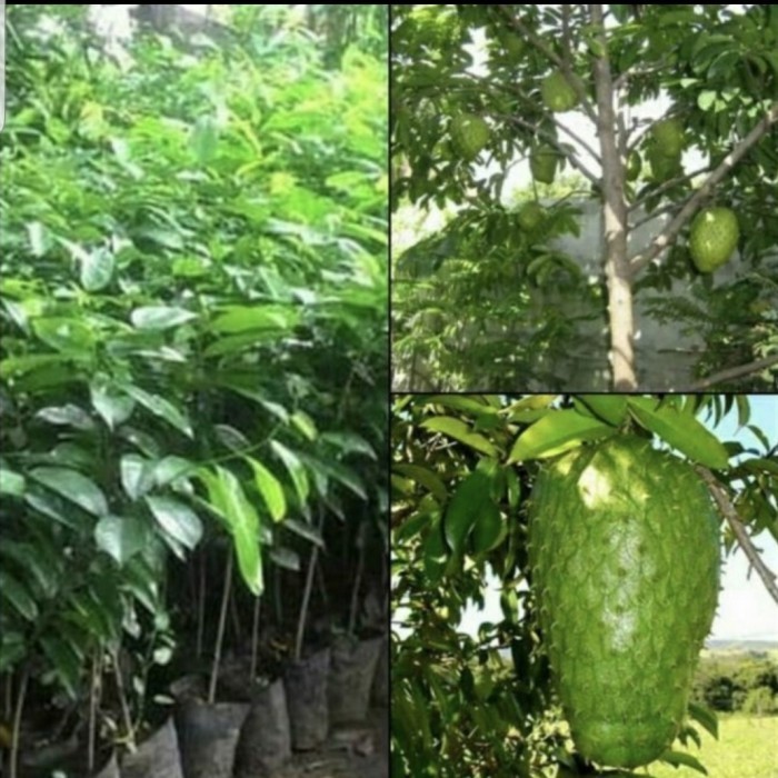 

Tanaman Buah Sirsak Sudah Berbuah