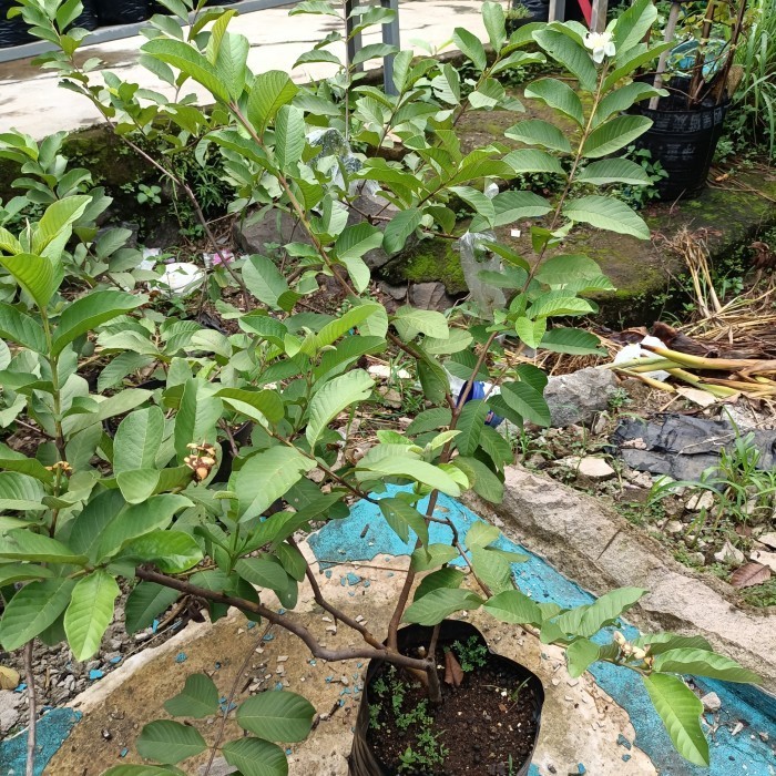 

Pohon Jambu Kristal Sudah Berbuah