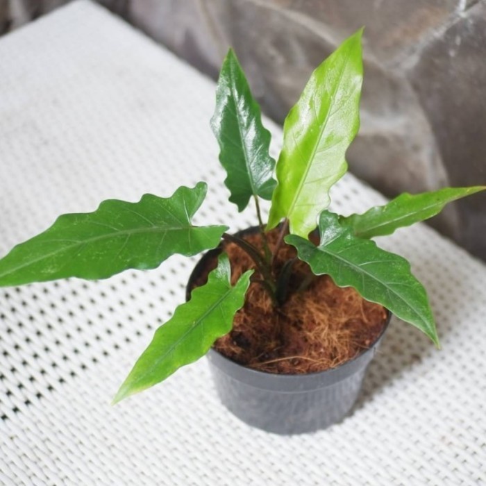 

Keladi Keris Papua Tanaman Hias