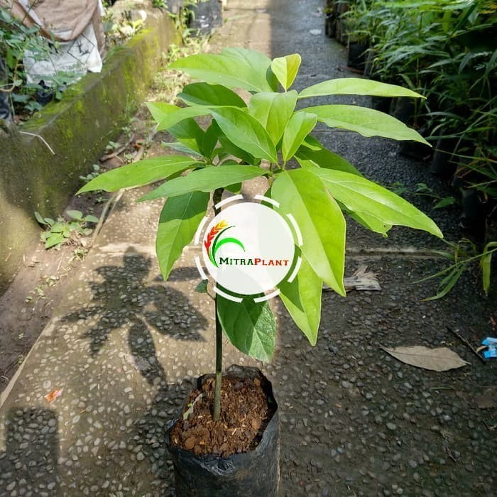 

Bibit Pohon Alpukat Miki - Buah Alpukat -Tanaman Alpuket Okulasi