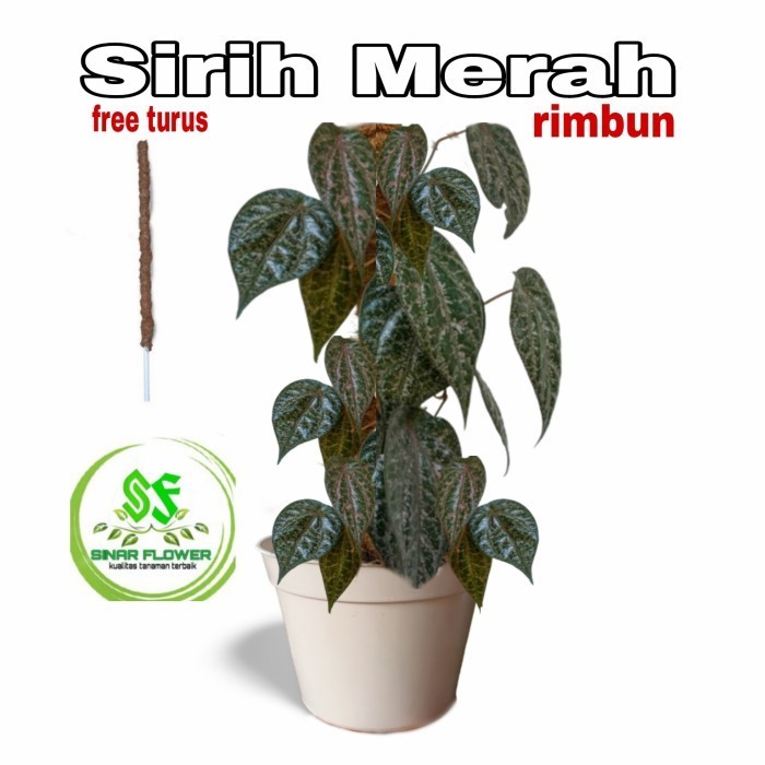 

Sirih Merah Rimbuntanaman Sirih Herbalpohon Sirih Merah Lebih Rimbun