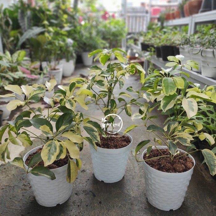 

Wali Songo Variegata Daun Besar Schefflera Actinophylla Variegated