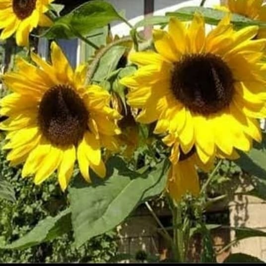 Pohon Bunga Matahari-Bibit Tanaman Bunga Matahari Besar TOPP
