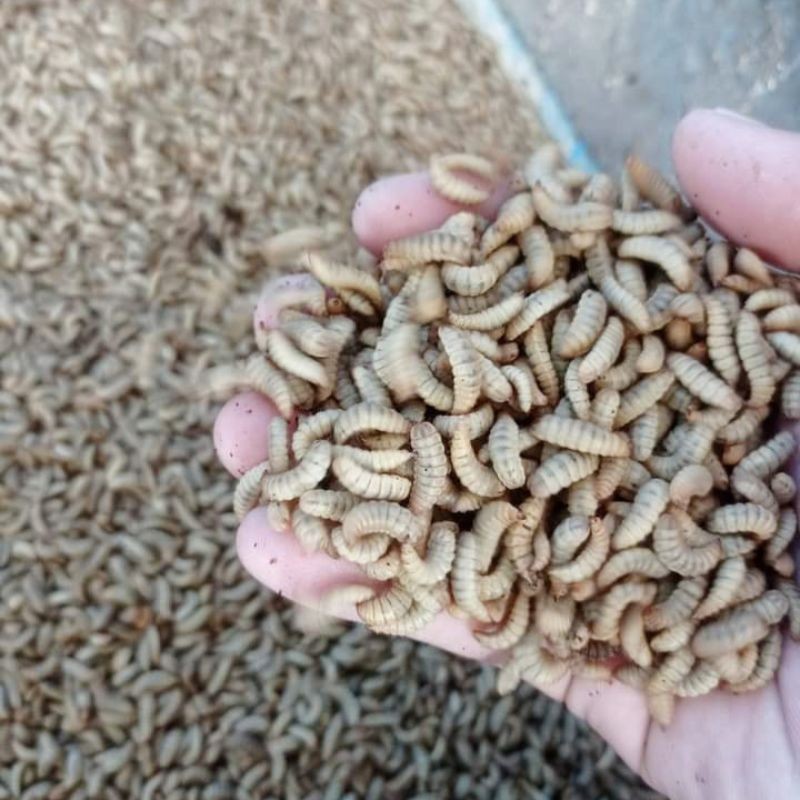 Maggot bsf fresh/hidup 150gram berkualitas