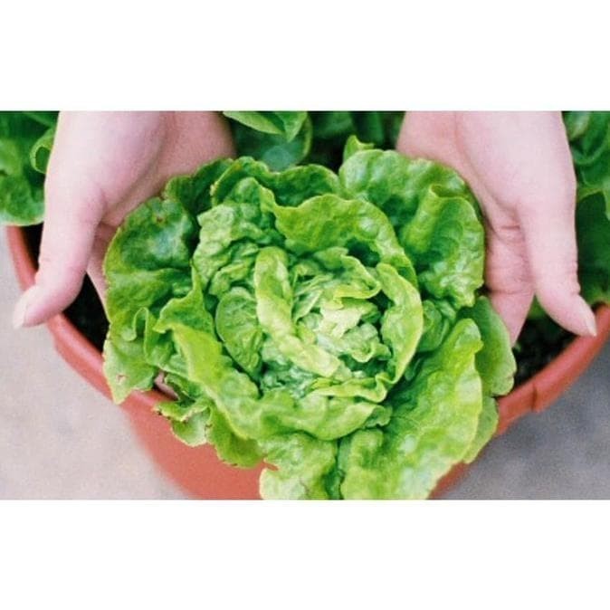 Isi 50 Benih Biji Selada Lettuce Tom Thumb Mr Fothergills Repack