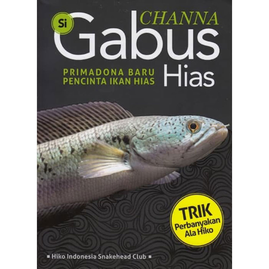 Channa Si Gabus Hias