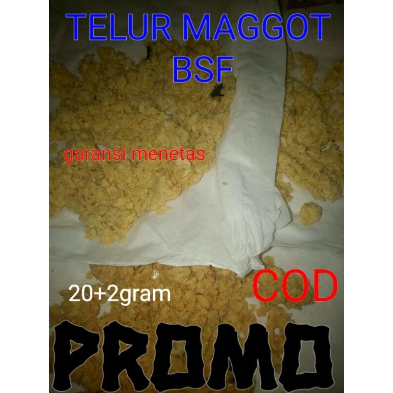 telur lalat bsf magot 20 gram