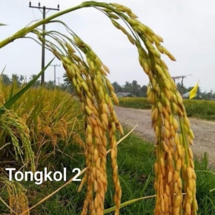 Unggul 2 Jumbo 1Kg Bibit Benih Tongkol Padi Padi