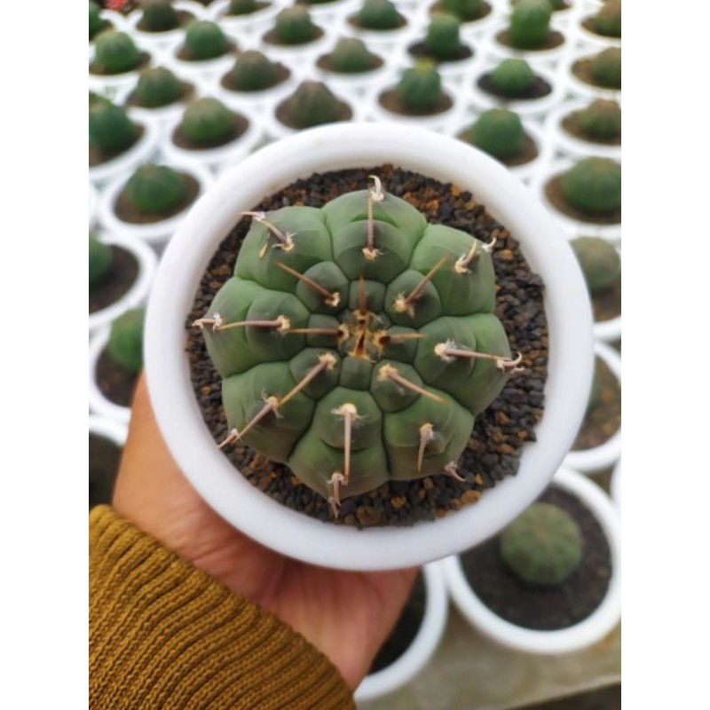 kaktus gymnocalycium vatteri (seddling) KAKTUS SUKULEN TANAMAN HIAS