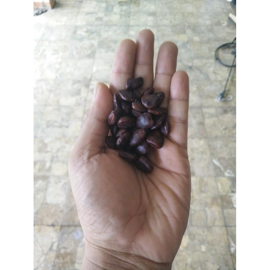 

Benih Asam Jawa (Tamarindus indica L.) Best Seller