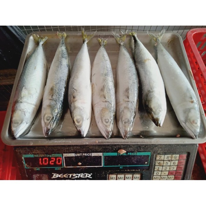 

Ayala - Ikan Salem 1Kg/Ikan Salem Murah/Ikan Laut/Seafood