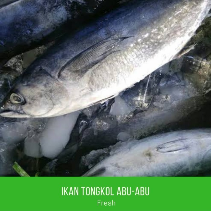 

Ayala - Ikan Tongkol / Tongkol Abu-Abu / Seafood / Ikan Laut Per Ekor