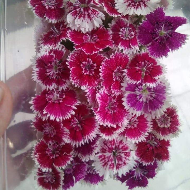 

EDIBLE FLOWER DIANTHUS 20 PCS BEST SELLER