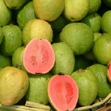 Jambu Biji 1 Kg